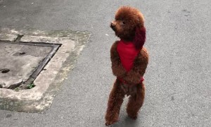 Dog Goes for a Different Type of Run