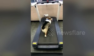 When one puppy is more athletic than the other