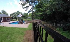 Impressively acrobatic squirrel steals snack from bird feeder