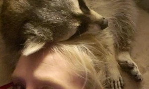 Raccoon Finds Strange Place to Sleep