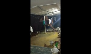 Brazen wild elephant steals rice from Indian village home