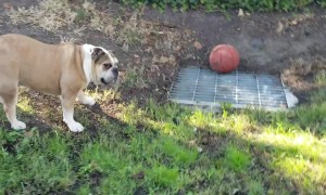 Angry bulldog barks non-stop after ball rolls onto drainage cover and gets stuck