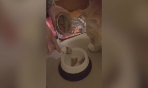 Cat Wants his Wet Food Right Meow