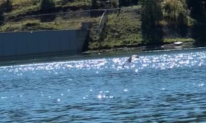 Hawk Dives for Dinner