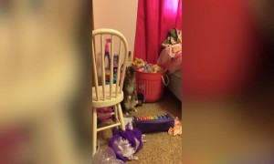 Kitty is Mystified by Toy Keyboard