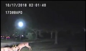 Two bucks lock horns, fight on police dash cam video