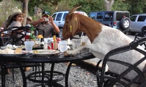 These Goats will Make you LOL