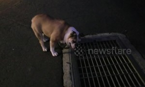 Adorable bulldog is convinced something is lurking beneath these drain covers