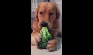This golden retriever loves snacking on greens