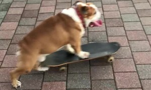 Skateboarding Pooch