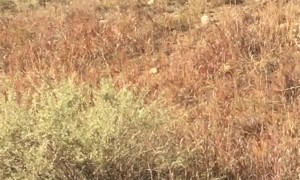 Hundreds of Elk Run Across Colorado Road