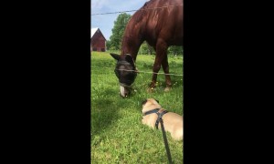 Tenacious pug attempts to battle a horse