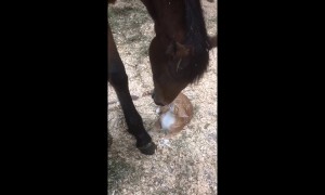 Tiny kitten and horse share a sweet bonding moment
