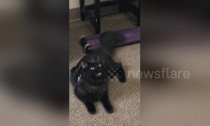 This cat is shocked to learn she is adopted