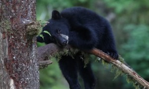 Sleepy Cub Rests on a Branch