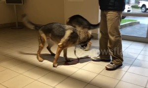 These two dogs are fascinated by their own shadow