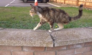 Adorable three-legged cat doesn't let disability get in the way of life