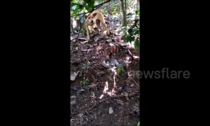 Hissing cobra's fangs shine as it faces off with dog in India