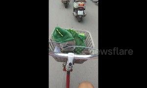 Pet cat in Halloween costume rides in bicycle basket