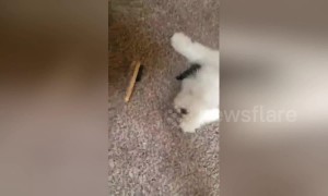 Mochi the dog is not a fan of this hairbrush