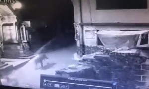 Most unlikely friendship: Leopard 'plays catch' with dog