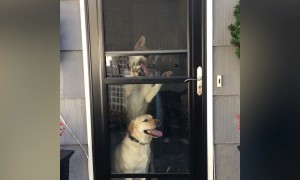 These Crazy Pets can Open Doors!