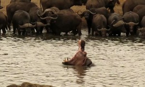 Dominant bull hippo shows teeth to herd of buffalo