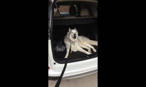 Husky Refuses To Leave Car, Throws Epic Tantrum