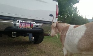 Goat repeatedly headbutts Ford after noticing reflection on mirrored surface
