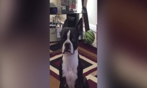 Dog Lets his Owner Know just how much he wants a Snack