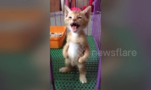 Kitten stands on two legs like a human