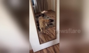 Dog can't believe his eyes when he sees himself in the mirror for the first time