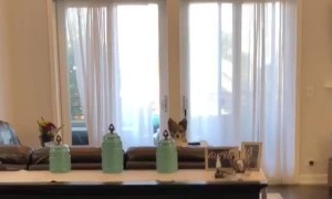 Dog has hilarious reaction when owner says magic word