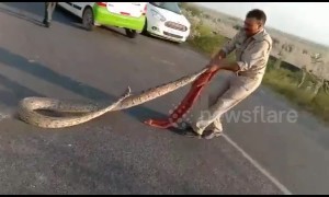 Huge python snaps twice at cop trying to save it