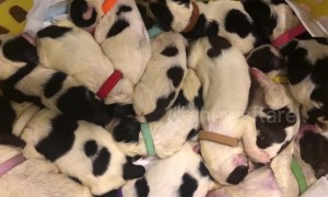 Village help save a litter of 14 orphaned puppies