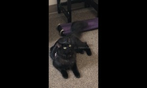 Cat Learns she is adopted