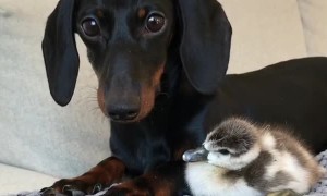 Furry and Feathered Friend Snuggle
