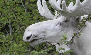 Rare footage of stunning white moose shot in Sweden