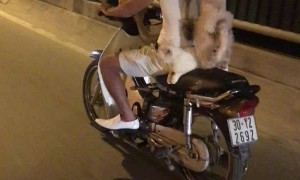 All Aboard the Animal Scooter!