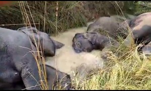 Tragedy as seven wild elephants electrocuted by power lines in India