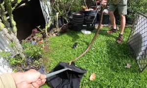 Massive Eastern Brown Snake in a Shed