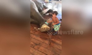 Little boy scrubs circus elephant's feet