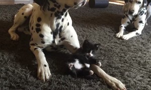 Tiny foster kitten adorably plays with two Dalmatians