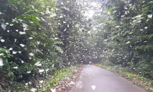 Hundreds of butterflies fill the skies of Vietnam