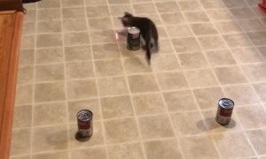 Miniature Barrel Racing