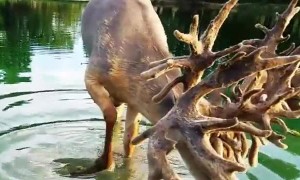 Monster Buck Enjoying Drink of Water