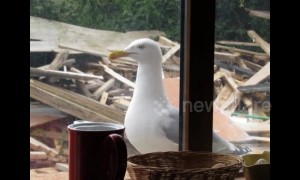 Seagull knocks on window for food every day