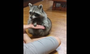 Raccoon shows off some impressive tricks