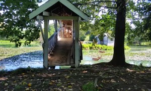 Man Leads Bucks Single File Over Bridge