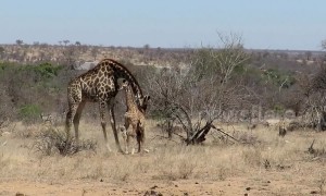 Mother giraffe protects her badly injured calf from hungry hyenas